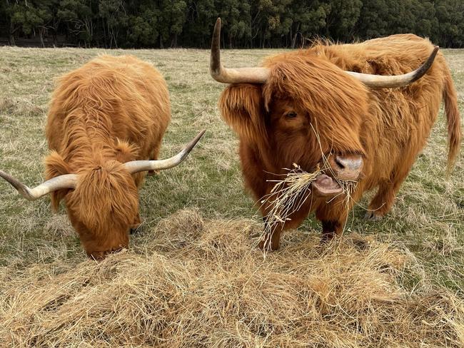 Kirsten Tibballs' two highland cows, one just days away from giving birth