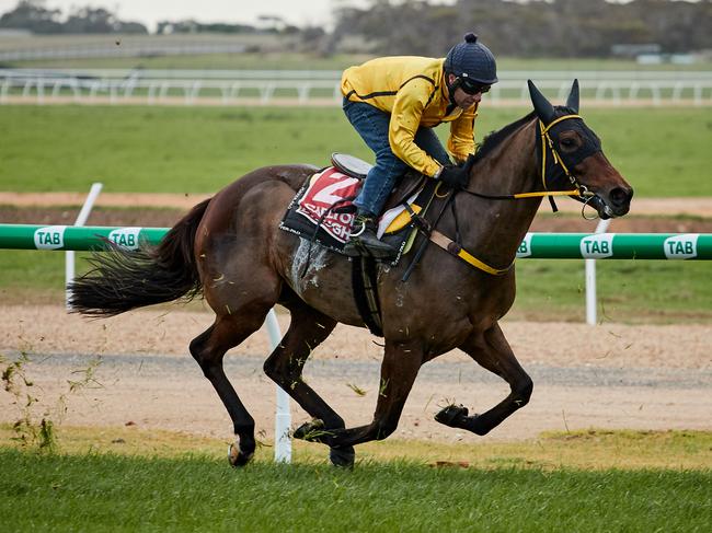 Veteran jockey Simon Price takes Bwuva through his paces during the second trial at Murray Bridge Racecourse in Gifford Hill on Thursday. Picture: Matt Loxton