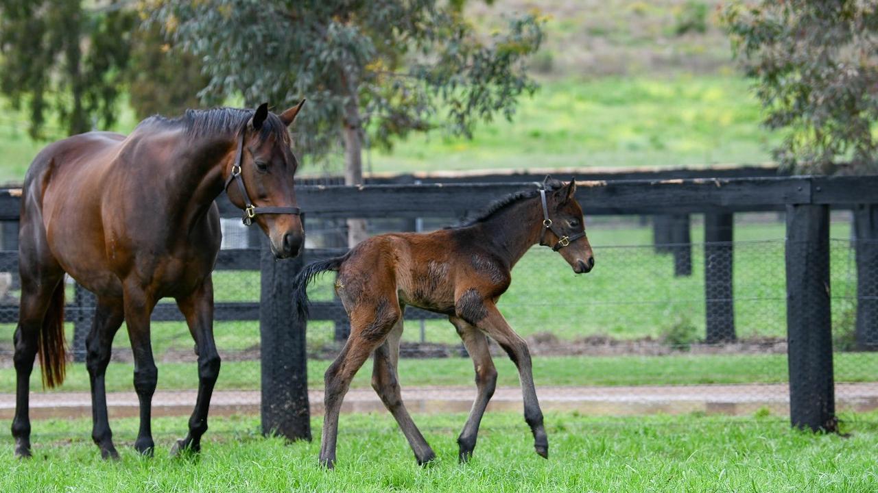 Winx and her foal as seen on Twitter. Photo: WINX OWNERSHIP GROUP.