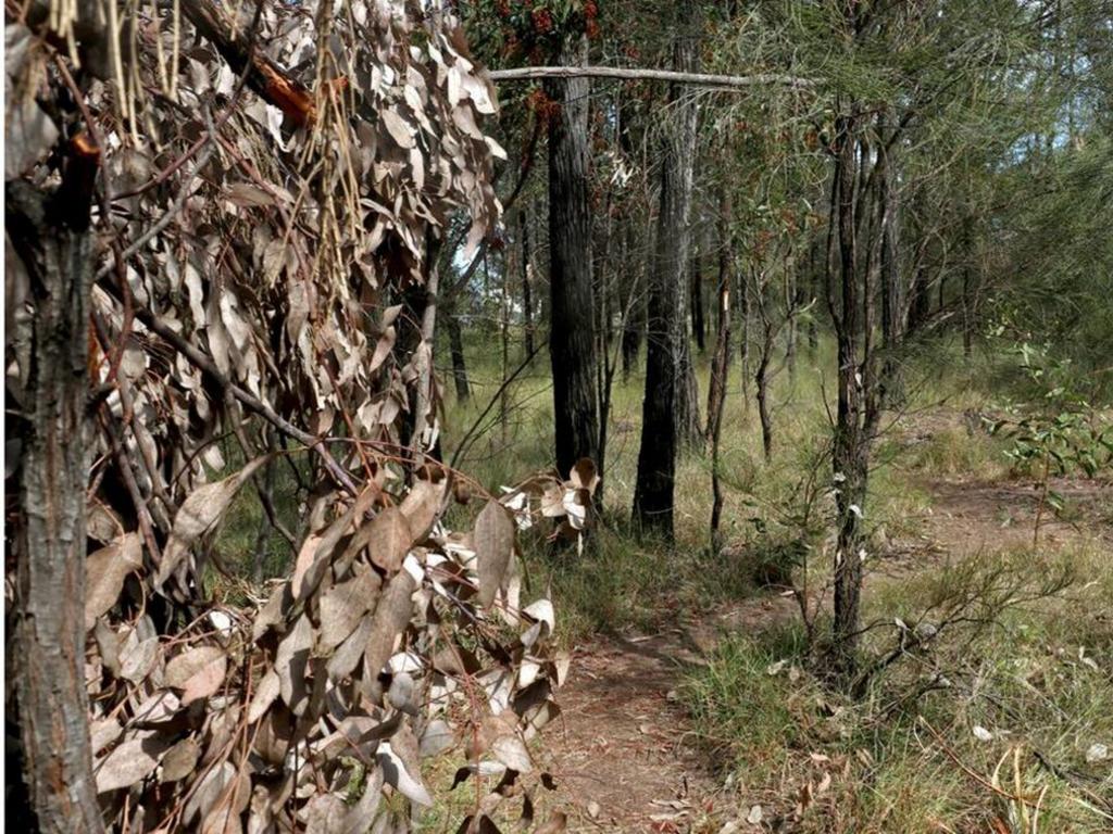 A path within the Train’s rural bush property.