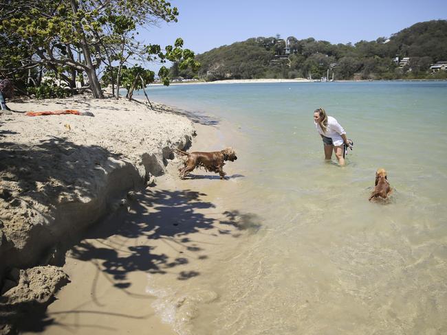 Palm Beach is the place to be for Gold Coast pups. Pic Mark Cranitch.