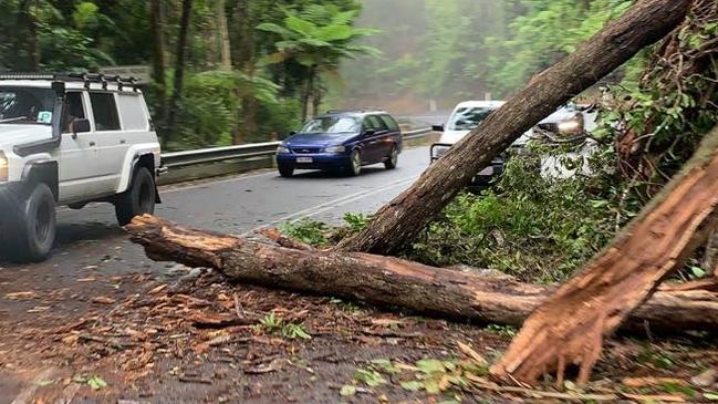 A fallen tree on the Kuranda Range Road.