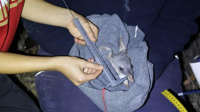 Ecologist taking measurements of a Bilby found at a recent survey. Picture: Supplied