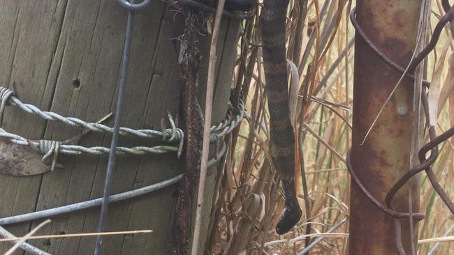 Tiger snake sacrificed itself on electric fence