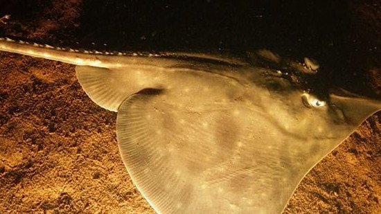 Maugean skate, an endangered species photographed in Macquarie Harbour.