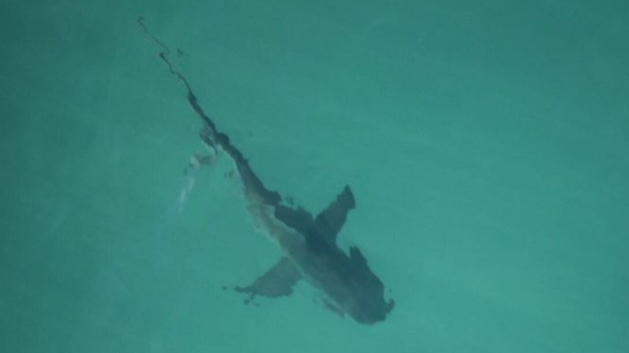 Ballina: School of 60 bull sharks causes evacuation of beach | news.com ...