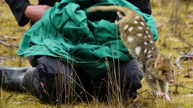 Ecologist Rowena Hamer releases an eastern quoll into the wild. Picture: Matt Newton