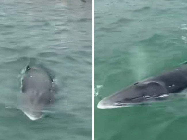 A minke whale spotted in Sydney. Picture: Facebook/Cronulla & National Park Ferry Cruises.