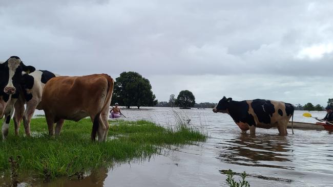 Kayakers rescue cattle in the Manning region,