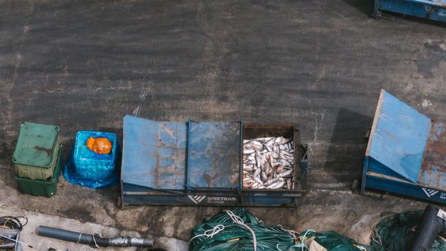 Live fish were placed into a waste bin alongside dead fish at a Huon Aquaculture site. Picture: Bob Brown Foundation