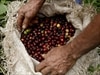 A sack of harvested coffee beans