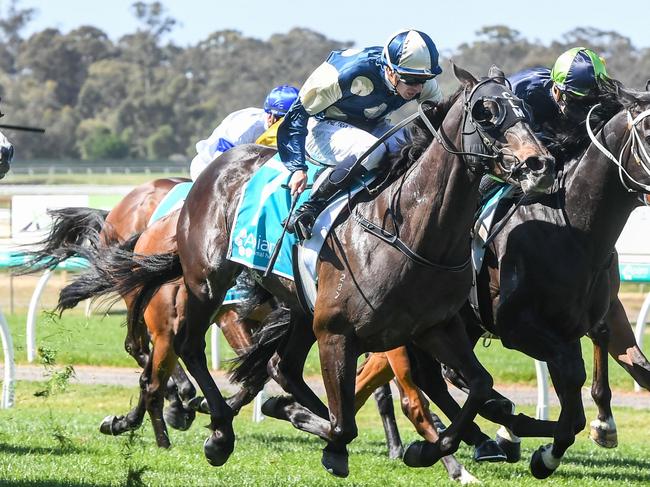 Interpretation (IRE) ridden by Michael Dee wins the Apiam Animal Health Bendigo Cup at Bendigo Racecourse on November 01, 2023 in Bendigo, Australia. (Photo by Brett Holburt/Racing Photos via Getty Images)