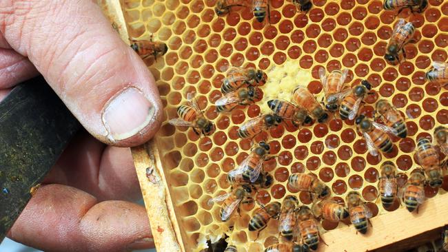 Tasmania's leatherwood honey industry decimated by wind, rain and cooler-than-normal summer.