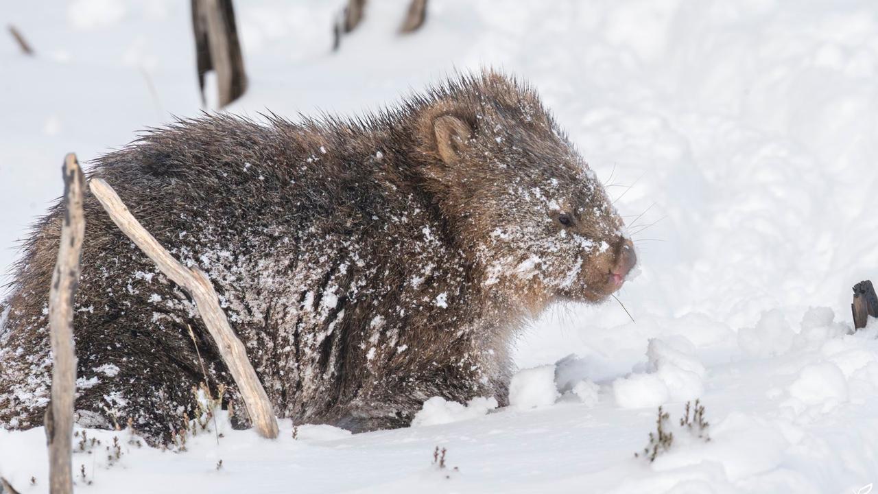 A wombat in the snow at Tasmania's Central Plateau Conservation Area on May 9, 2025. Picture: Tassie Apple Spice – Gill Dayton Photography