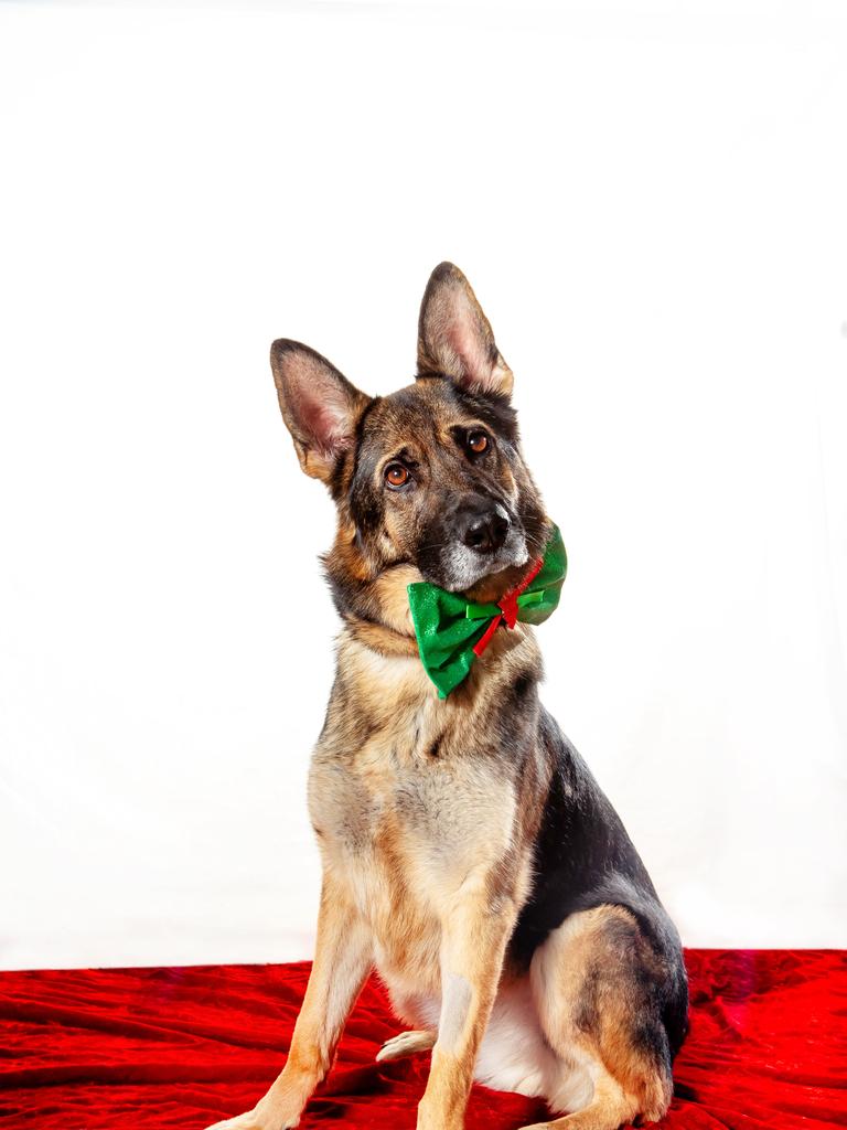 Valued for their loyalty and protective instincts, German Shepherds remain a staple for Australian families who appreciate an intelligent, versatile dog. It is no surprise they have ranked in at number seven. Picture: Supplied