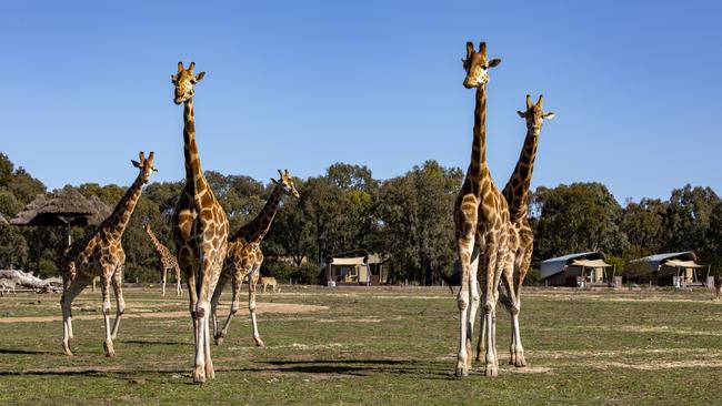 Giraffes at Taronga Western Plains Zoo, Dubbo. Picture: supplied