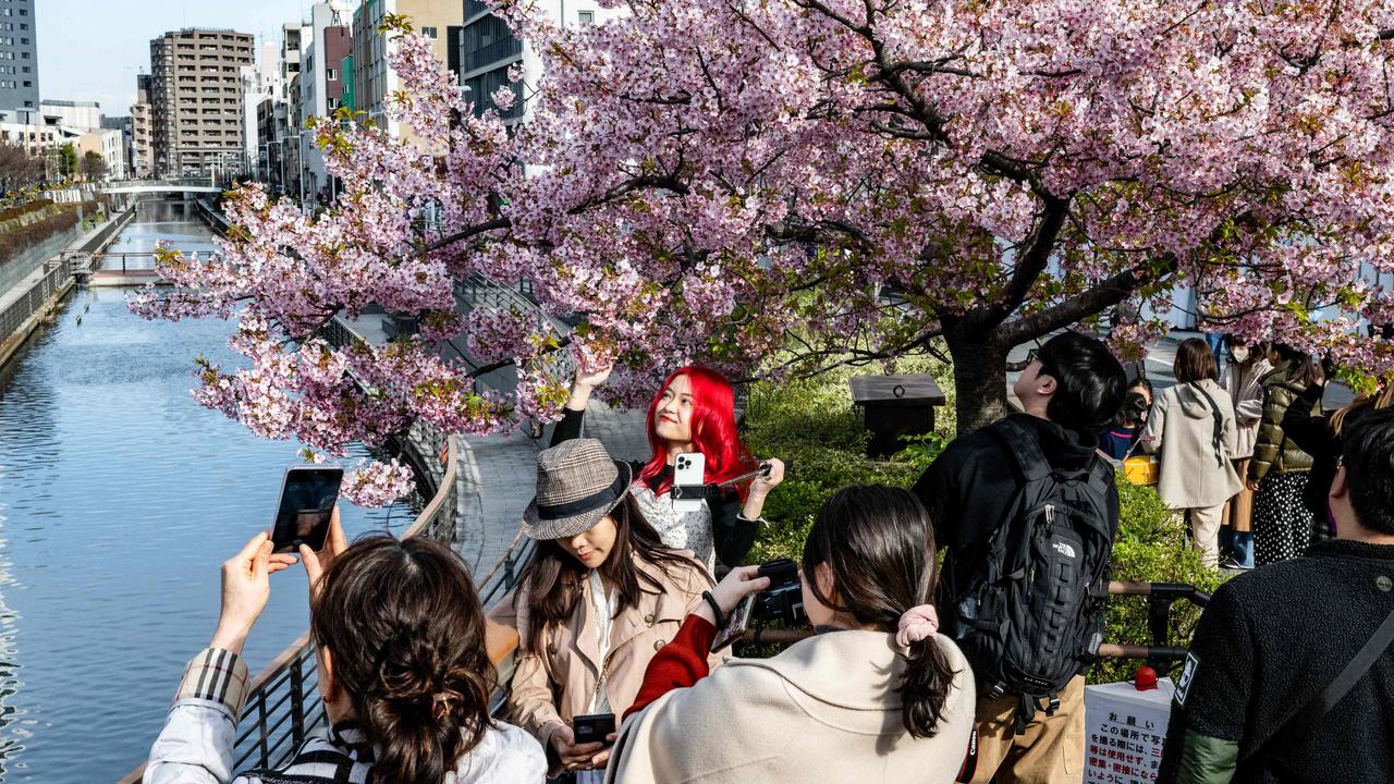 People take pictures with the Kawazu cherry blossom trees, one of the earliest blooming cherry blossoms in Japan, in Tokyo's Sumida district on March 11. Picture: Philip Fong / AFP