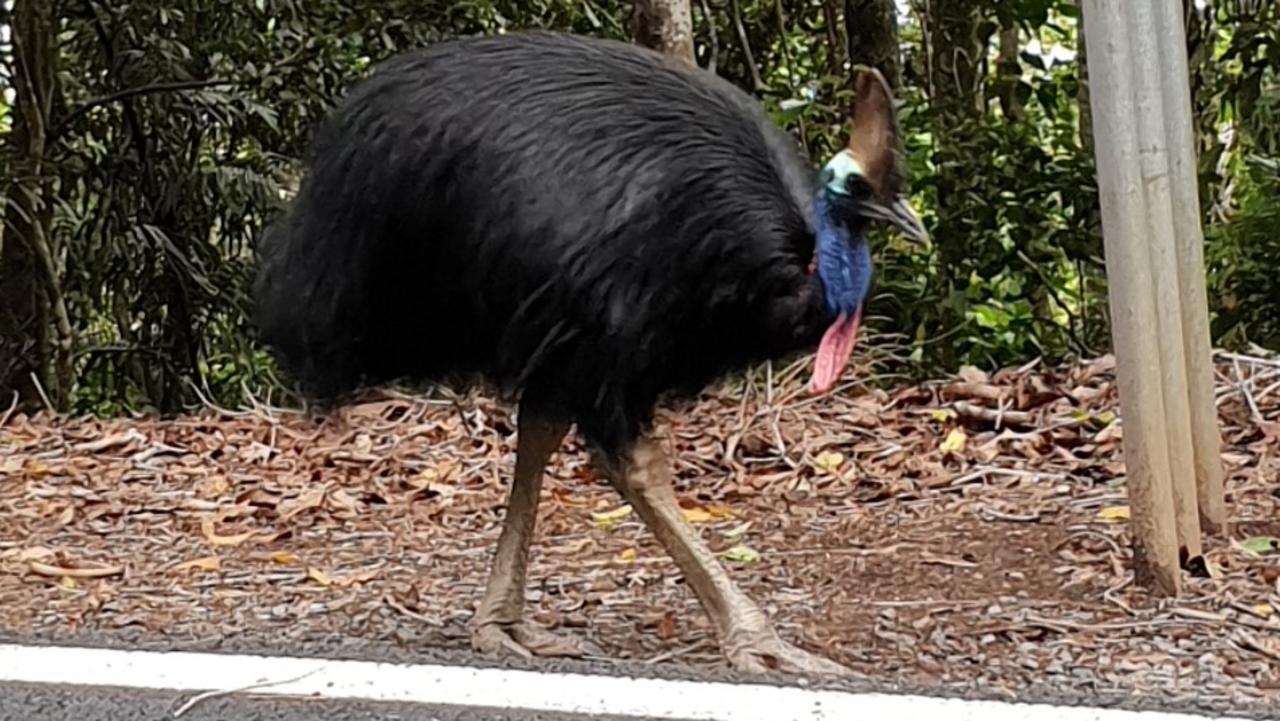 Kuranda Range Road: Queensland Government Responds To Protect Cassowary 