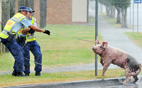 Police called in to ‘arrest’ Porky the pig | Daily Telegraph