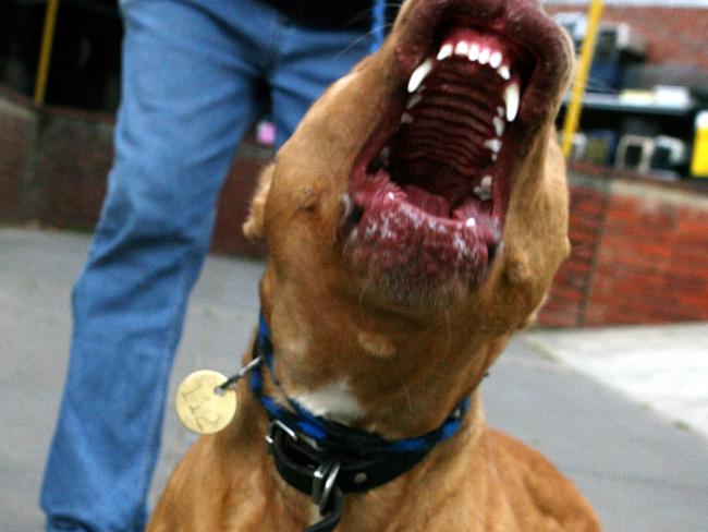 Council seizes dogs after woman savagely attacked