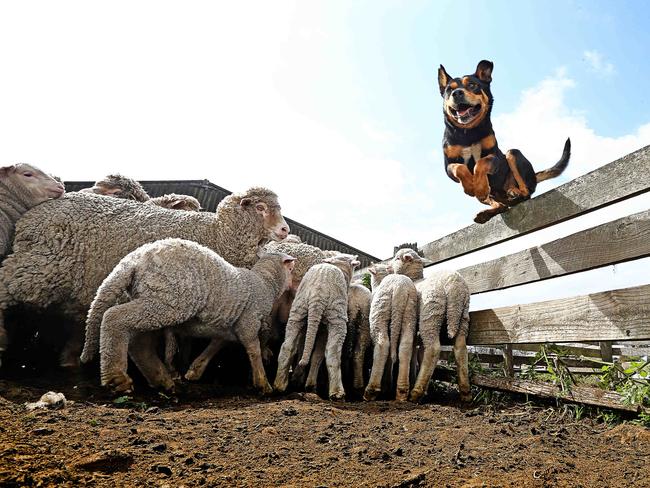 Sheep dogs hot sale working