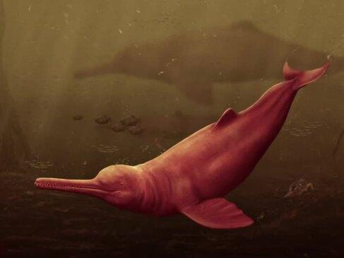 Researchers Discover Ancient Gigantic Dolphin in the Peruvian Amazon