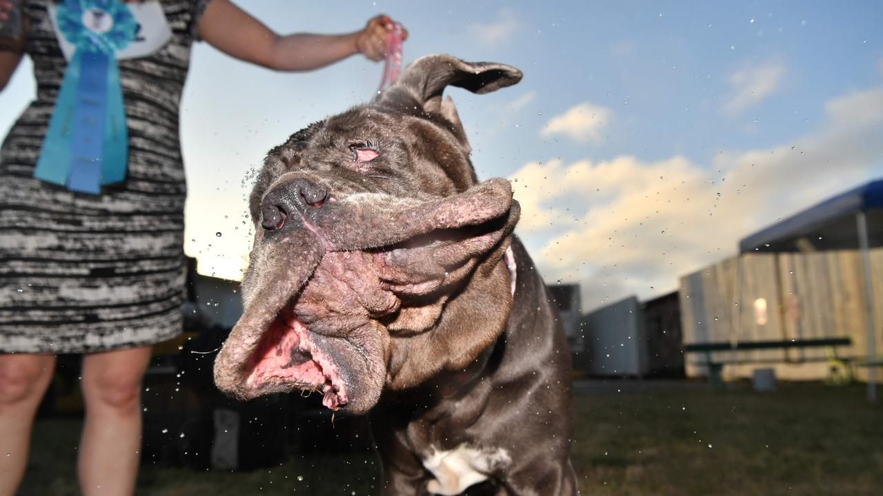 Martha, a Neapolitan Mastiff, won in 2017. Picture: AFP PHOTO / JOSH EDELSON