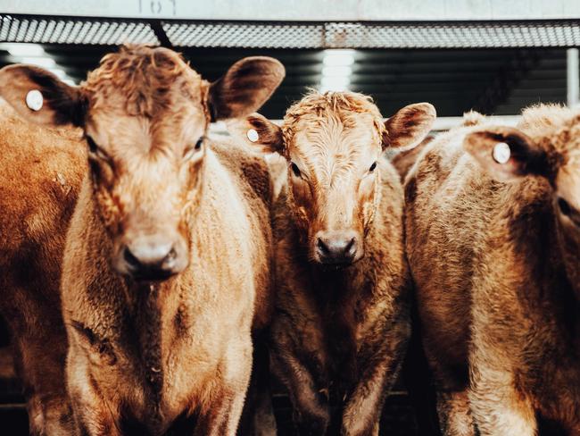 Yea store cattle sale Photo by Chloe Smith  Photo by Chloe Smith.