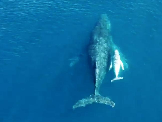 Drone image of a whale giving birth of the Sunshine Coast.