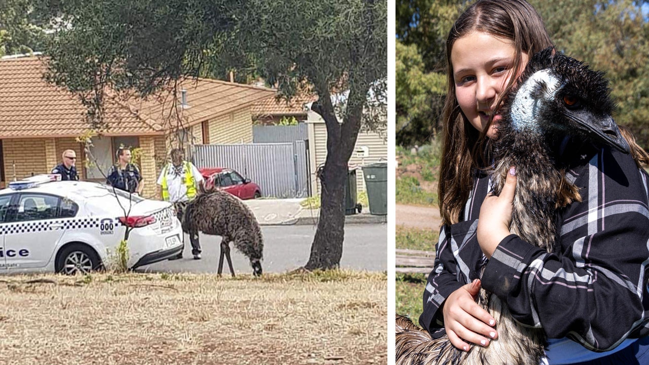 Locals back Emily’s ‘emu-sing’ antics after brush with the law