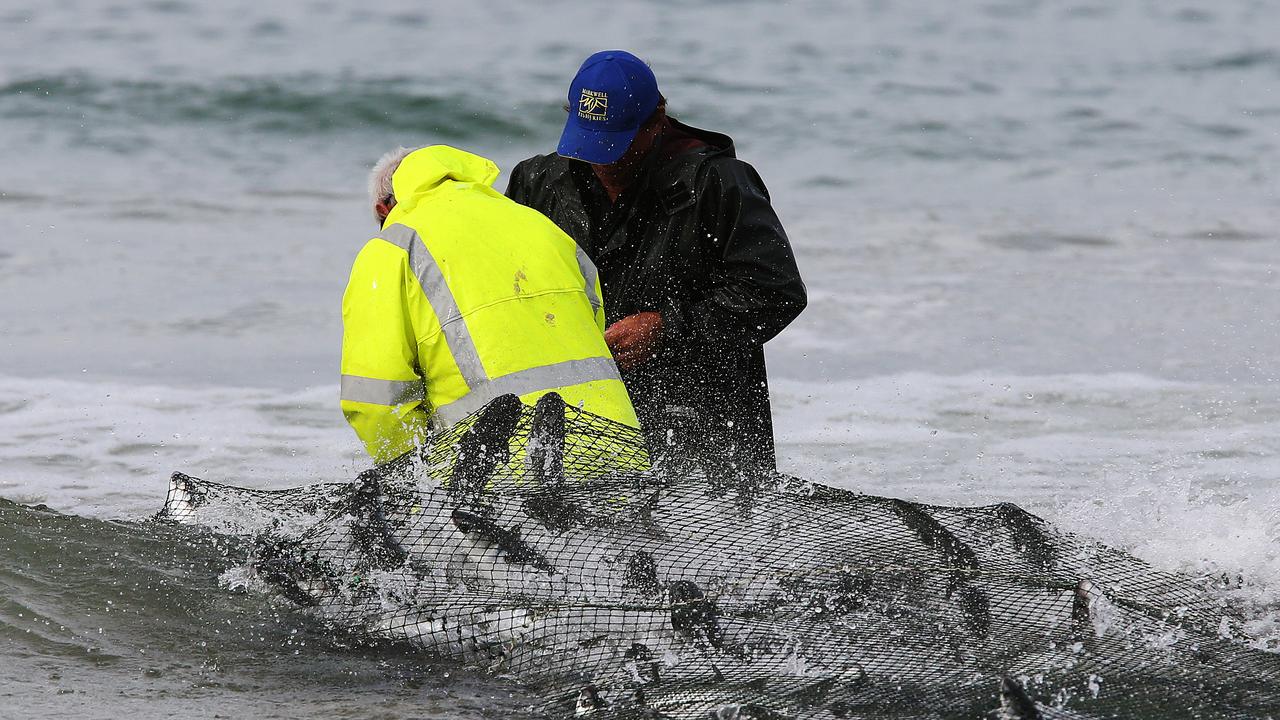 Professional fisherman enjoying a winter mullet run. Picture by Peter Lorimer.