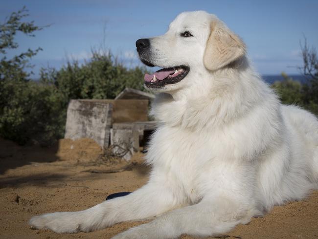 Ready for his close up: Oddball the maremma.