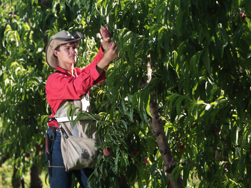 Crop losses from labour shortages hit $39m