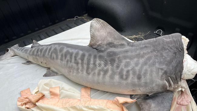 The body of the 1.8m tiger shark was found just 8m from the jetty’s ladder entrance into the water. Picture: Aaron Goodhew