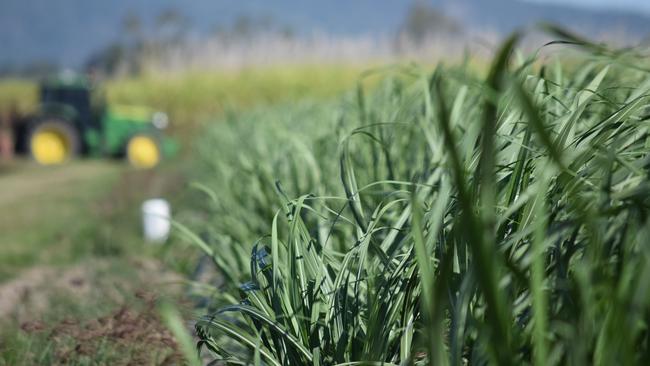 Canegrowers Chairman Owen Menkens said about 1.8 million tonnes of cane worth $179 million was yet to be harvested in Queensland. Picture: Daneka Hill