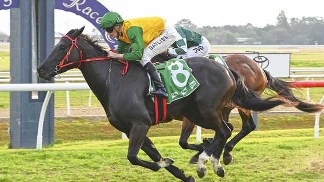 The Joe Pride-trained Weeping Woman looks hard to beat at Canterbury on Friday night. Picture: Bradley Photos