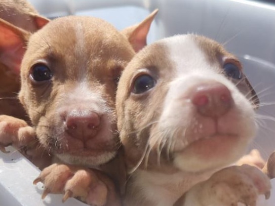 Two puppies have been recovered after seven were stolen in Adelaide earlier this week. Picture: SA Police