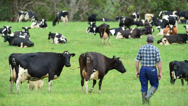 Turning point: Dairy farmers have voiced their concerns and want representative bodies to take notice. Picture: Zoe Phillips