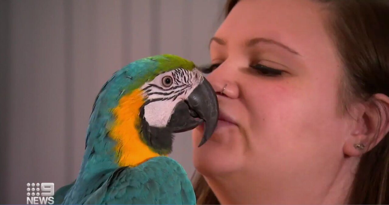 Since the incident Versace the parrot has been indulging in treats from owner Alexandra Kavanagh. Picture: Nine