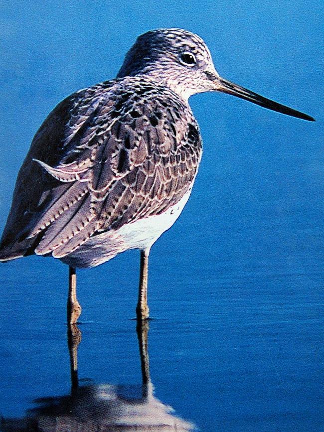 Bar-tailed Godwit.