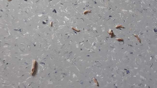 Maggots found in the 78-year-old’s leg wound. Picture: SUPPLIED