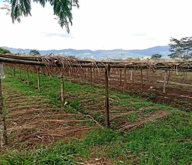 The farm in Papua New Guinea where beans are sourced for one of Gus' Coffee's special blends. Picture: Contributed