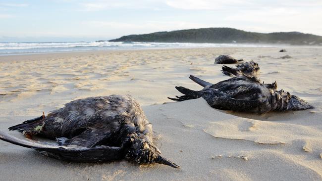 A line of beached Short-Tailed Shearwaters found on One Mile Beach. Picture: Silke Stuckenbrock/Adrift Lab