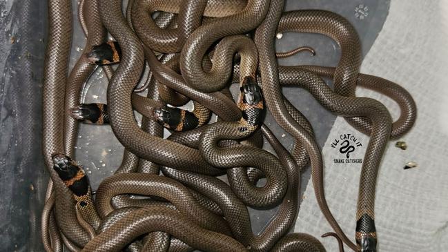 Seventeen eastern brown snake hatchlings just prior to being released in the Murwillimbah area in February 2025.