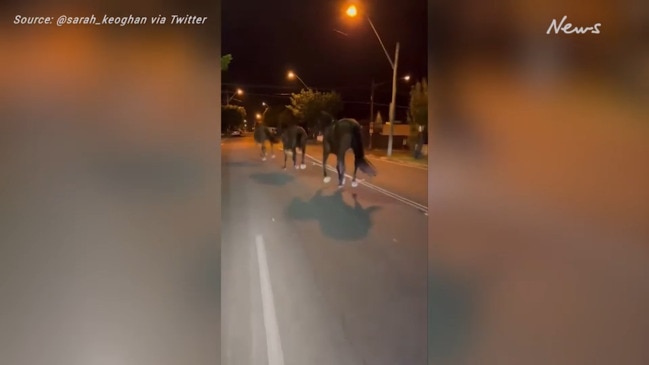 Horses break loose on Sydney's main roads