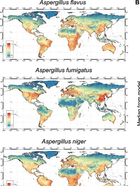 The top map shows the predicted spread of Aspergillus flavus. Picture: Manchester University