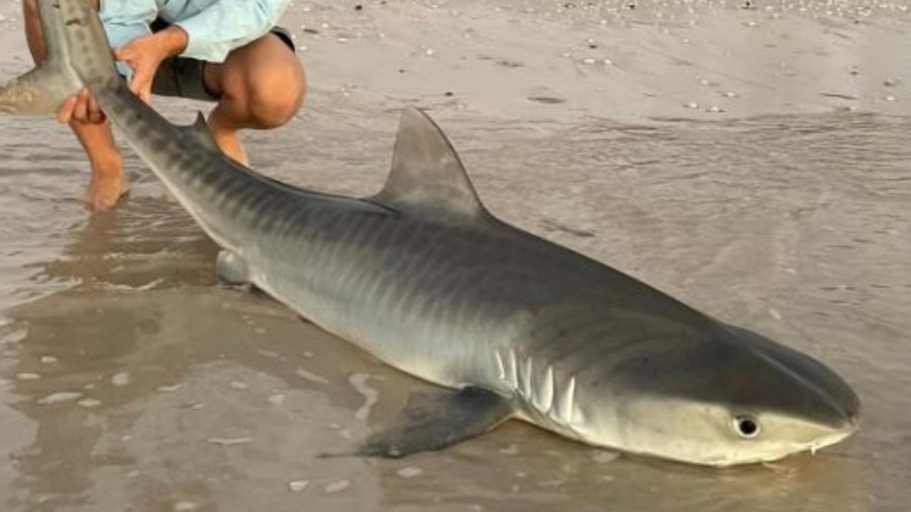 International Fishing News: AUSTRALIA: monster giant tiger sharks caught  from the shore