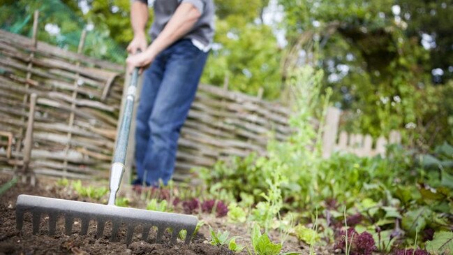 Vegetables and fruit trees aren’t the usual priority for thieves, but this crook was hungry. 