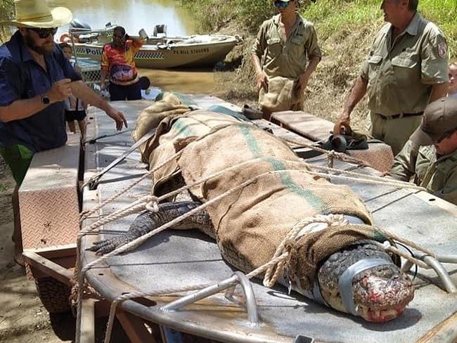 Rangers and police officers caught this 4.5m croc from the Daly River near a local community last month.This is not the croc involved in Sunday’s attack. Picture: Supplied