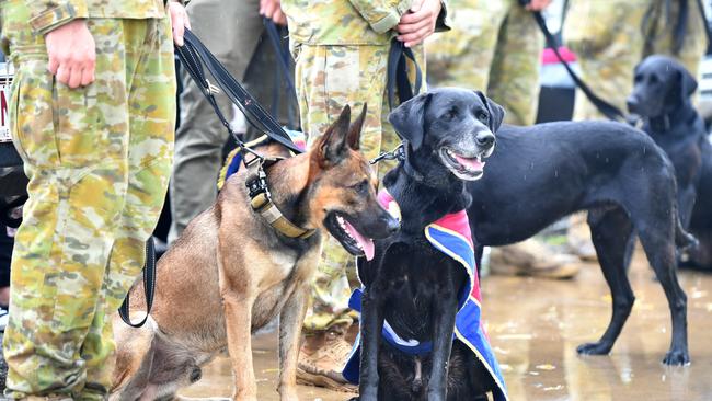 EDD Ardy and retired EDD Ned at the War Animal Day service at the Thuringowa RSL last year. Picture: Evan Morgan